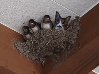 Cat in Bird's Nest